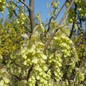 Corylopsis spicata